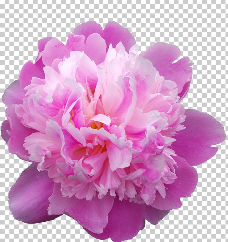 Moutan Peony Flower PNG, Clipart, Auglis, Christmas, Cut Flowers, Download, Flower Free PNG Download