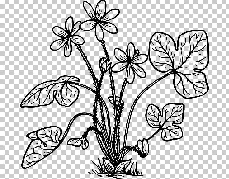 Anemone Hepatica Coloring Book Flower PNG, Clipart, Anemone, Anemone Hepatica, Art, Branch, Color Free PNG Download