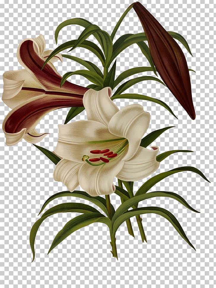 Lilium Brownii Flower PNG, Clipart, Bud, Color, Cut Flowers, Flora, Floral Design Free PNG Download