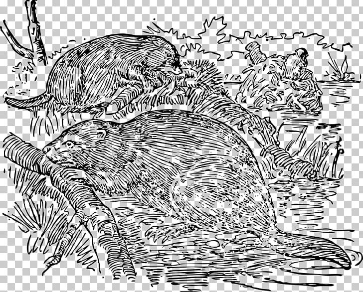 Porcupine Beaver Vertebrate Shrew PNG, Clipart, Animals, Area, Art, Artwork, Bird Free PNG Download