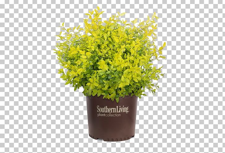 evergreen shrub png