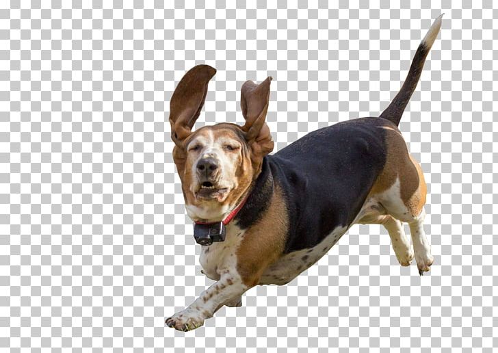 Dog Breed Basset Hound Black And Tan Coonhound Puppy PNG, Clipart, Animals, Basset Hound, Black And Tan Coonhound, Breed, Carnivoran Free PNG Download