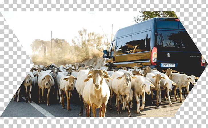 Málaga Sierra Nevada Cattle Alpujarras Road Trip PNG, Clipart, Cattle, Cattle Like Mammal, Cow Goat Family, Goat, Goats Free PNG Download