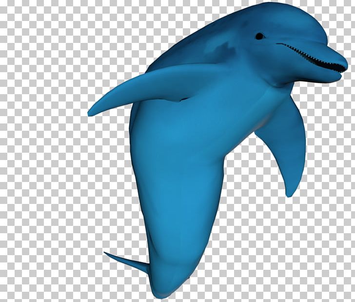Common Bottlenose Dolphin Wholphin Tucuxi PNG, Clipart, Animal, Animals, Beak, Cetacea, Common Bottlenose Dolphin Free PNG Download