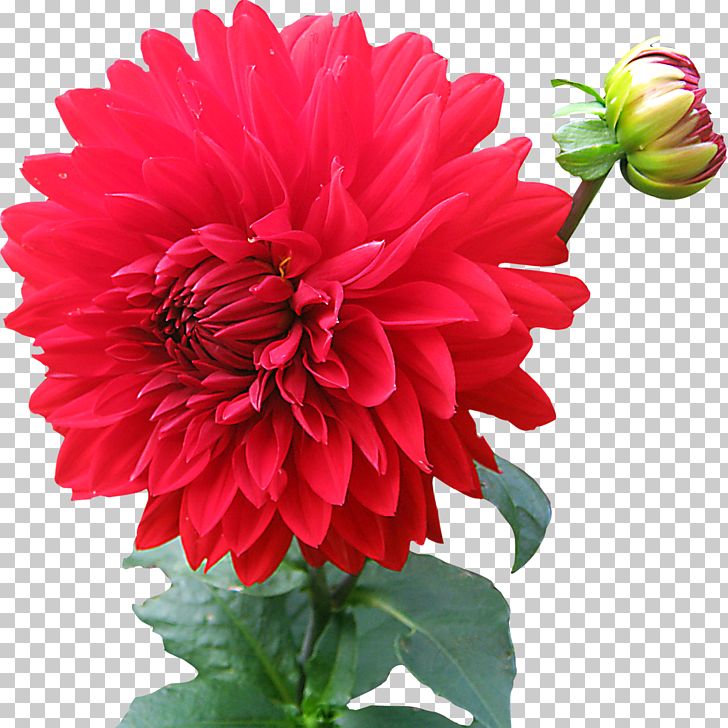 Dahlia PNG, Clipart, Annual Plant, Chrysanths, Cut Flowers, Daisy Family, Desktop Wallpaper Free PNG Download