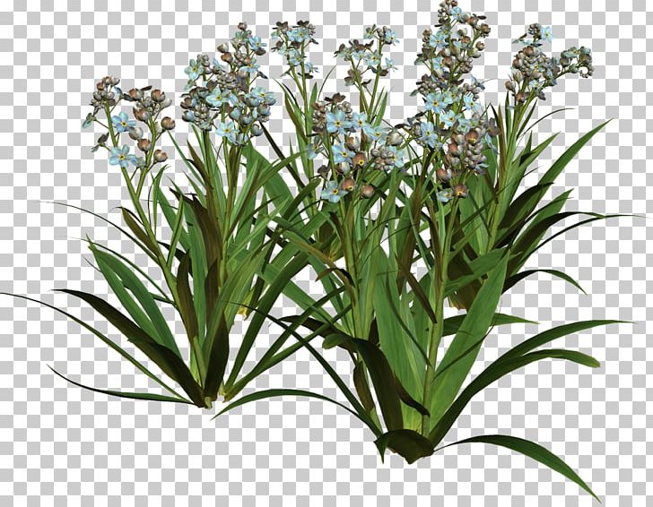 Flower Lilium PNG, Clipart, Blog, Collage, Digital Image, Flower, Flowering Plant Free PNG Download