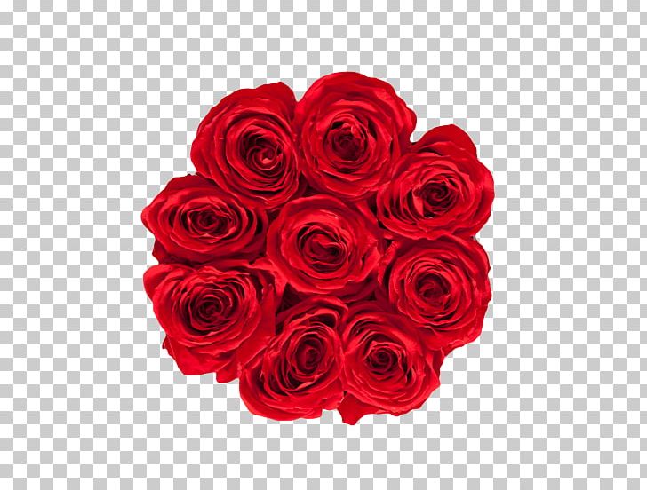 Garden Roses RE/MAX Karun Gayrimenkul Danışmanlığı RE/MAX PNG, Clipart,  Free PNG Download
