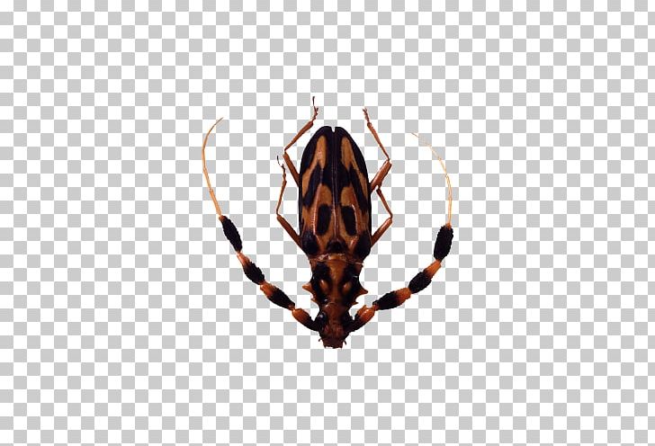 Insect Graphics Software PNG, Clipart, Adobe Illustrator, Animals, Arthropod, Beetle, Clipping Path Free PNG Download