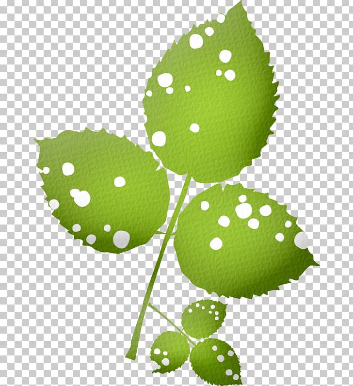 Leaf Plant Stem PNG, Clipart, Blog, Feuille, Fruit, Grass, Green Free PNG Download
