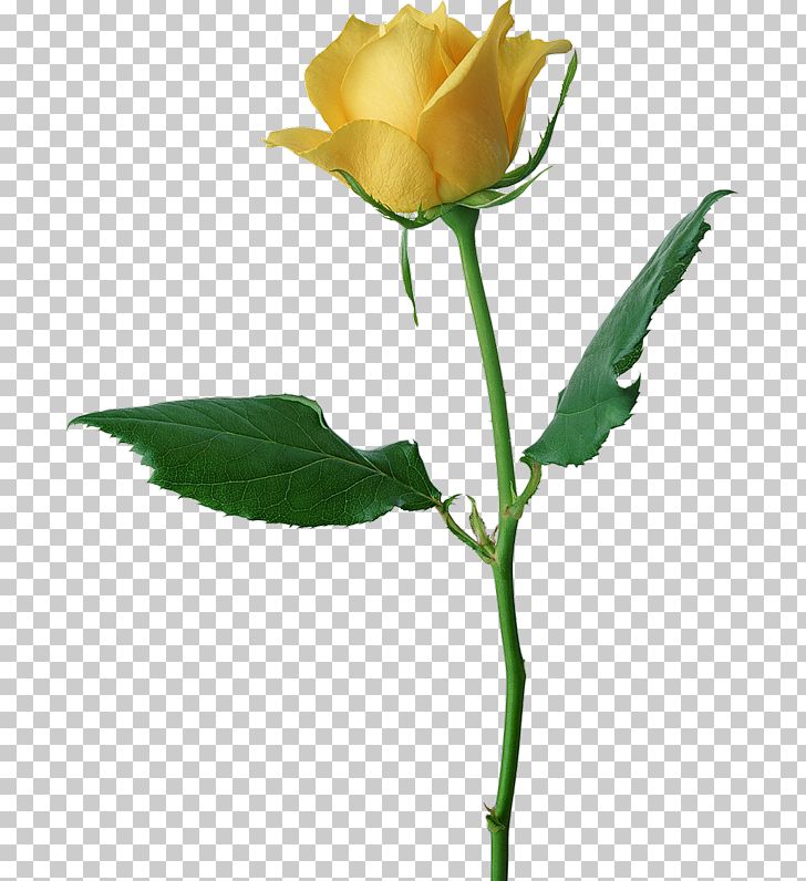 Rose Yellow PNG, Clipart, Bud, Clipart, Clip Art, Cut Flowers, Floral Design Free PNG Download