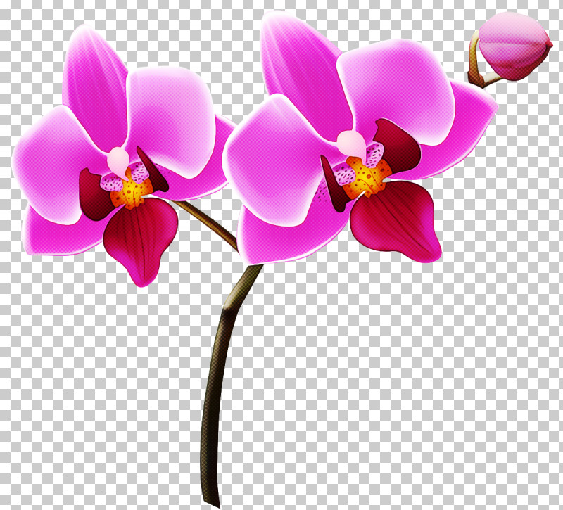 Phalaenopsis Equestris Flower Orchids Logo Cut Flowers PNG, Clipart, Cut Flowers, Flower, Lilacpurpleviolet, Lilac Purple Violet, Logo Free PNG Download