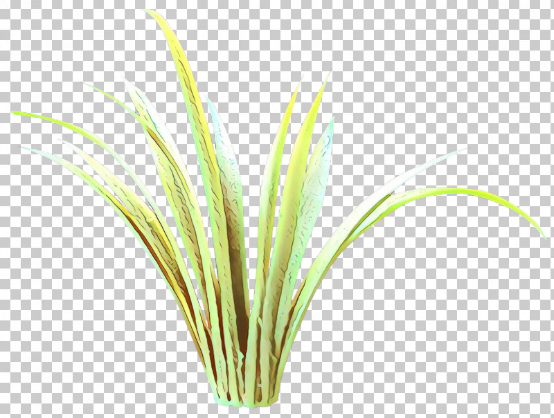 Grass Plant Grass Family Flower Lemongrass PNG, Clipart, Flower, Grass, Grass Family, Herb, Lemongrass Free PNG Download