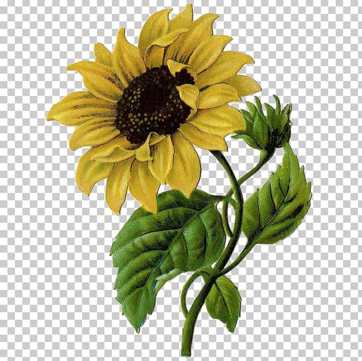 Common Sunflower Helianthus Xc3u2014 Laetiflorus Illustration PNG, Clipart, Chrysanths, Color, Creative, Cut Flowers, Daisy Family Free PNG Download