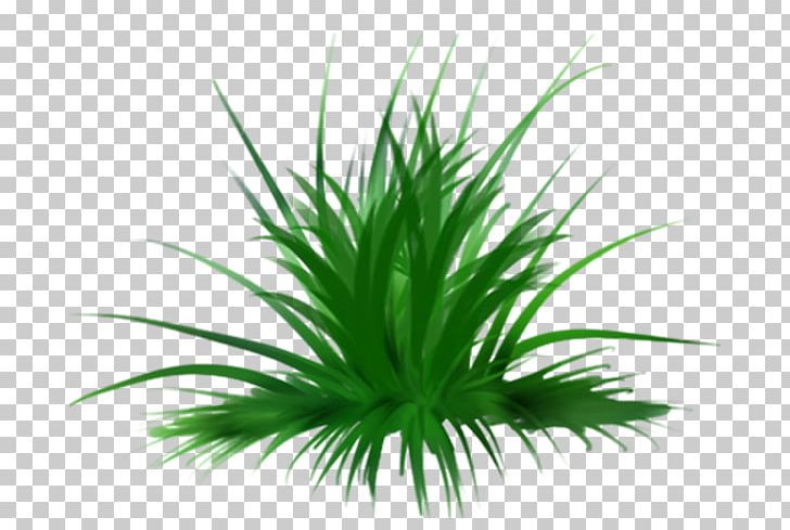 Drawing Painting PNG, Clipart, Aquarium Decor, Art, Drawing, Grass, Grass Family Free PNG Download