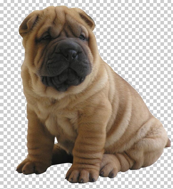 Shar Pei Siberian Husky Alaskan Malamute Puppy Pet Sitting PNG, Clipart, Alaskan Malamute, Animal, Animals, Breed, Carnivoran Free PNG Download