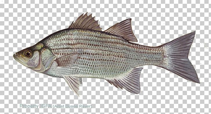 White Bass Striped Bass Largemouth Bass Vertebrate PNG, Clipart,  Free PNG Download
