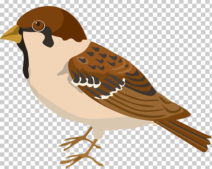 Bird Buff-bellied Pipit House Sparrow PNG, Clipart, Animals, Beak, Bird, Birds, Buffbellied Pipit Free PNG Download