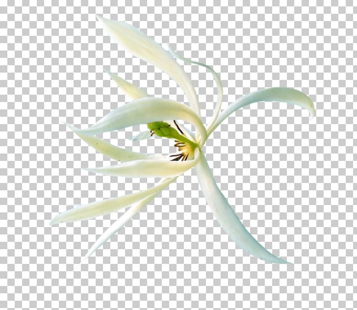 Flower Petal PNG, Clipart, Blume, Cicek, Cicek Resimleri, Fleur, Flora Free PNG Download
