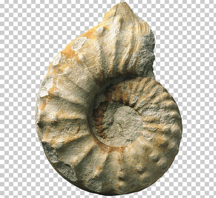 Fossil Group PNG, Clipart, Ammonite, Artifact, Fossil, Fossil Group, Others Free PNG Download