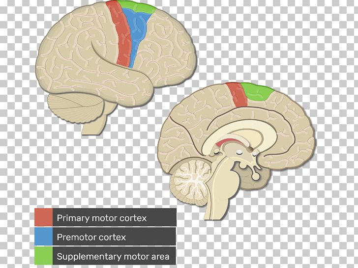 Cerebral Cortex Primary Motor Cortex Visual Cortex Premotor Cortex PNG, Clipart, Brain, Cerebral Cortex, Cortex, Cortex System, Cortical Homunculus Free PNG Download