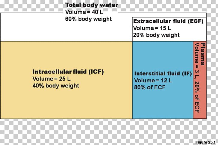 Fluid Compartments Extracellular Fluid Body Water Body Fluid Human Body PNG, Clipart, Angle, Anioi, Area, Body Fluid, Body Water Free PNG Download