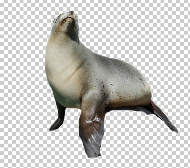 Sea Lion Harbor Seal Animal PNG, Clipart, Animal, Fauna, Harbor Seal, Lion, Mammal Free PNG Download