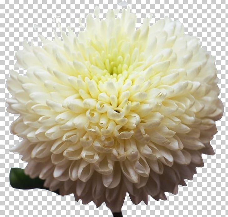 Warsaw Hermes Bloemen Chrysanthemum PNG, Clipart, Background White, Beautiful, Black White, Chrysanthemum, Chrysanths Free PNG Download