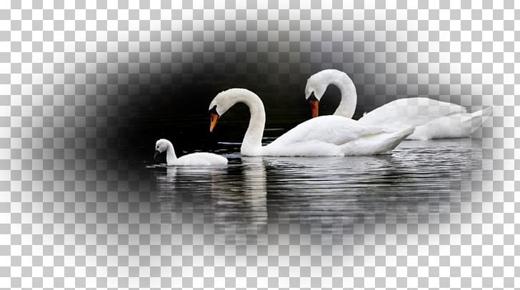 Water Bird Black Swan Mute Swan Desktop PNG, Clipart, Anatidae, Animals, Beak, Bird, Black Swan Free PNG Download