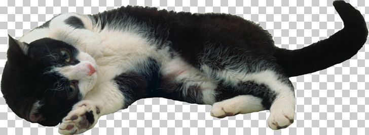 American Wirehair Kitten Felidae Purr PNG, Clipart, American Wirehair, Animal, Carnivoran, Cartoon, Cat Like Mammal Free PNG Download