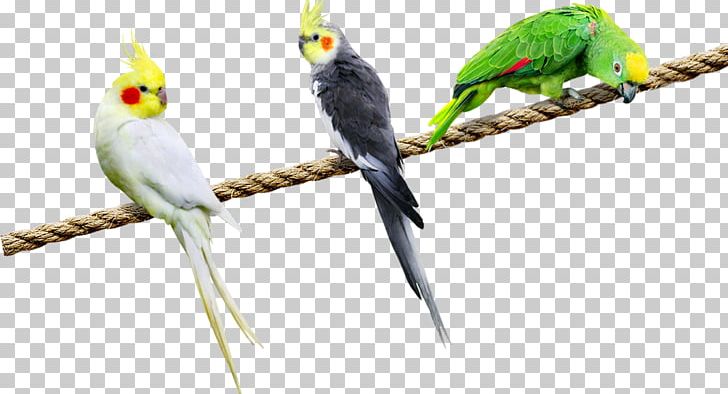 Budgerigar Parrot Cockatiel Lovebird PNG, Clipart, Animals, Beak, Bird, Birds, Bird Supply Free PNG Download