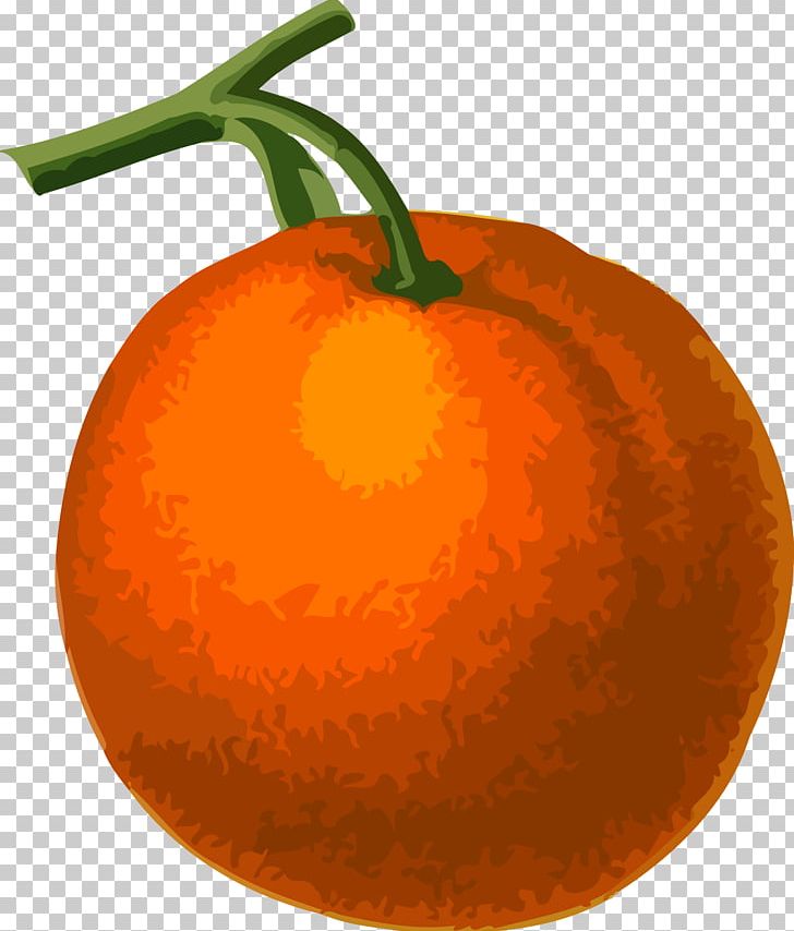 Clementine Tangerine Drawing PNG, Clipart, Calabaza, Cdr, Citrus, Clementine, Cucurbita Free PNG Download