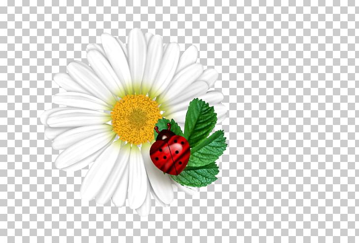 Common Daisy Desktop Flower Ladybird Transvaal Daisy PNG, Clipart, Chamomile, Common Daisy, Computer Wallpaper, Cut Flowers, Daisy Free PNG Download