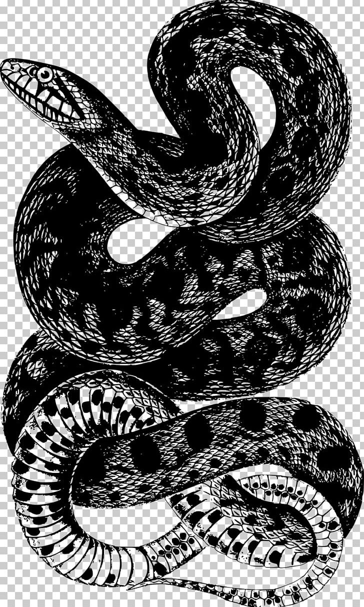 Corn Snake PNG, Clipart, Animals, Black And White, Boa Constrictor, Boas, Cobra Free PNG Download