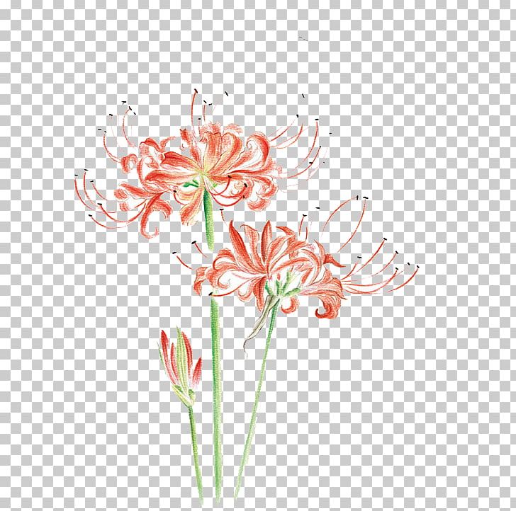 Flower Drawing Watercolor Painting Illustration PNG, Clipart, Amaryllis, Amaryllis Belladonna, Amaryllis Family, Cartoon, Cut Flowers Free PNG Download