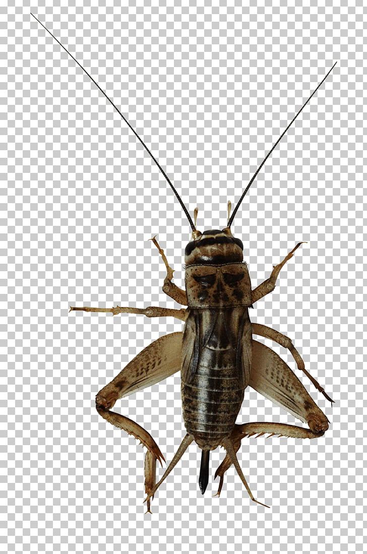Insect File Formats PNG, Clipart, Cricket, Cricket Background, Cricket Bat Image, Cricket Ground, Cricket Like Insect Free PNG Download