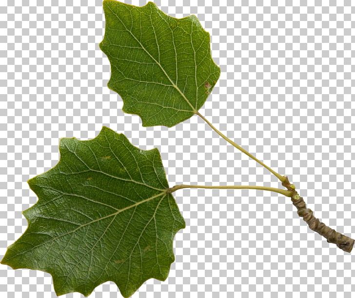 Leaf Twig Plant Stem Tree PNG, Clipart, Aspen, Branch, Cottonwood, Grape Leaves, Leaf Free PNG Download