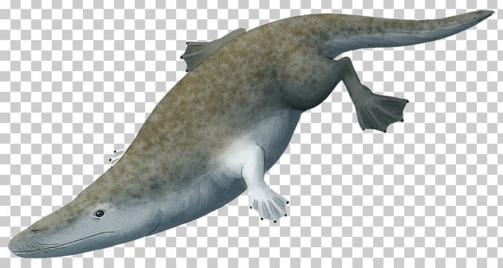 Rodhocetus Ambulocetus Cetacea Protocetidae Eocene PNG, Clipart, Ambulocetus, Animal, Anticline, Archaeoceti, Avp Evolution Free PNG Download