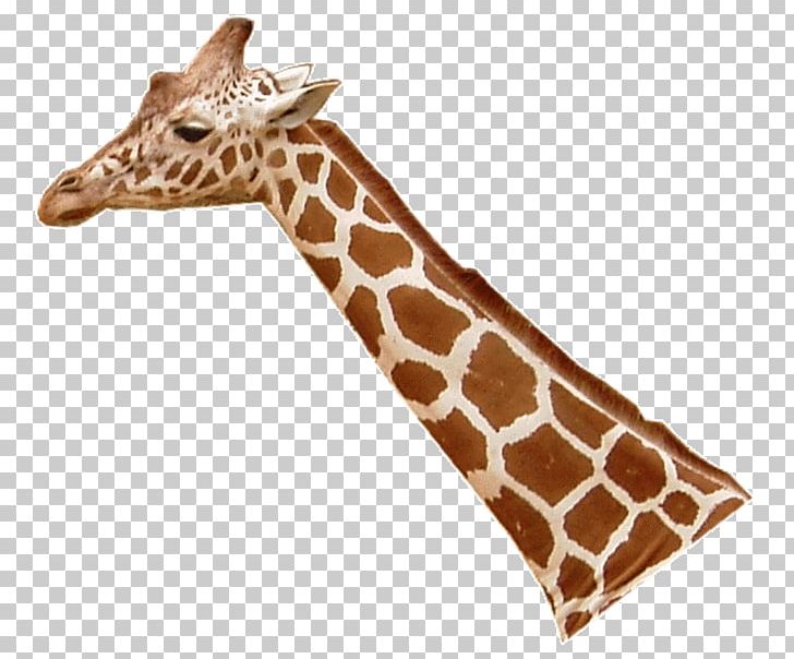 Northern Giraffe Leopard Lion Masai Giraffe Neck PNG, Clipart, Animal, Animal Figure, Animals, Camelopardalis, Giraffe Free PNG Download