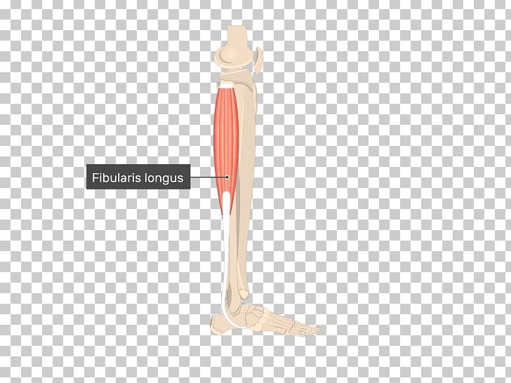 Peroneus Longus Fibularis Muscles Peroneus Brevis Adductor Longus Muscle PNG, Clipart, Adductor Brevis Muscle, Adductor Longus Muscle, Adductor Magnus Muscle, Anatomy, Fibular Artery Free PNG Download