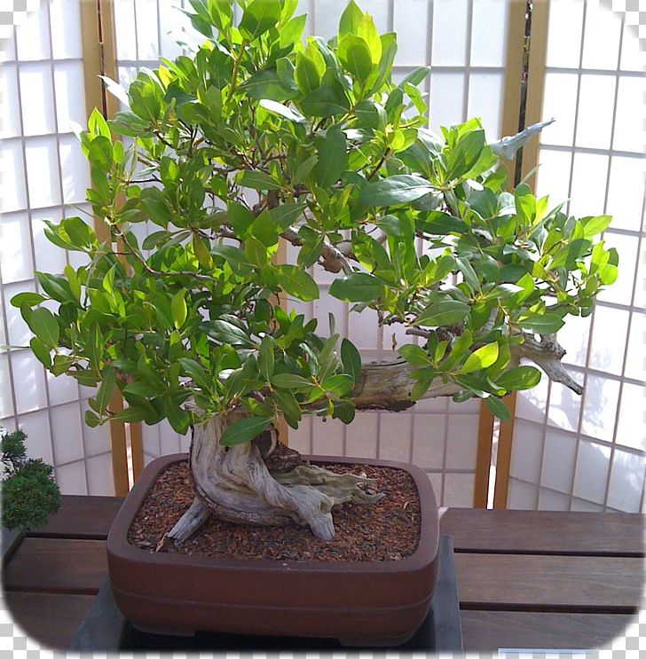 Sageretia Theezans Bonsai Tree Houseplant Flowerpot PNG, Clipart, Bonsai, Flowerpot, Herb, Houseplant, Nature Free PNG Download