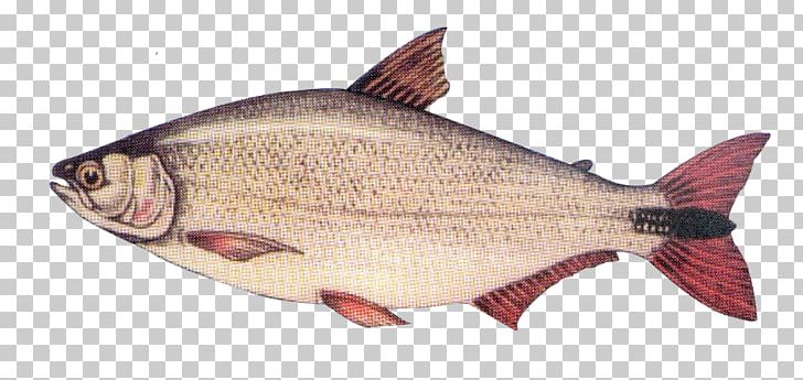 Salmon Fish Products Northern Red Snapper Oily Fish Fauna PNG, Clipart, Animal Source Foods, Barramundi, Bony Fish, Common Rudd, Fauna Free PNG Download