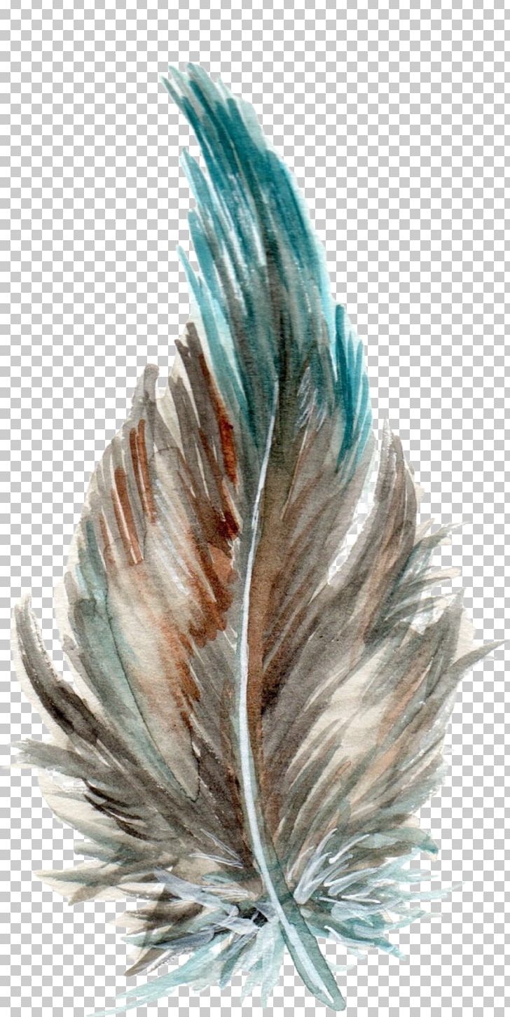 Teal Turquoise Feather Tail PNG, Clipart, Animals, Feather, Feathers, Tail, Teal Free PNG Download