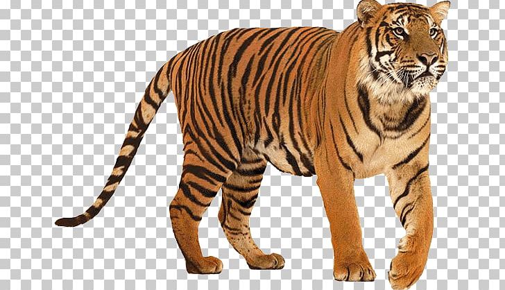 Tiger PNG, Clipart, Tiger Free PNG Download