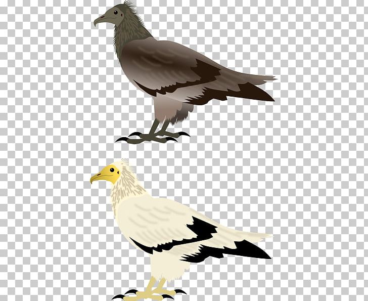 Wader Columbidae Bird Lark Domestic Pigeon PNG, Clipart, American Sparrows, Animals, Beak, Bird, Bird Of Prey Free PNG Download