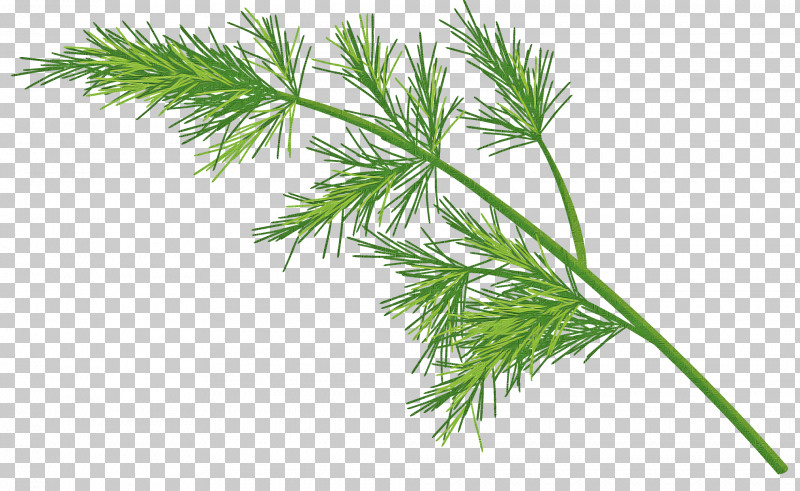 White Pine Plant Grass Red Pine Shortstraw Pine PNG, Clipart, American Larch, Dill, Flower, Georgia Pine, Grass Free PNG Download
