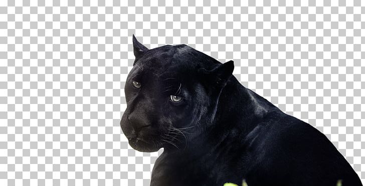 Black Panther The Panther Cat Amasol AG PNG, Clipart, Amasol Ag, Animal, Big Cat, Big Cats, Black Free PNG Download