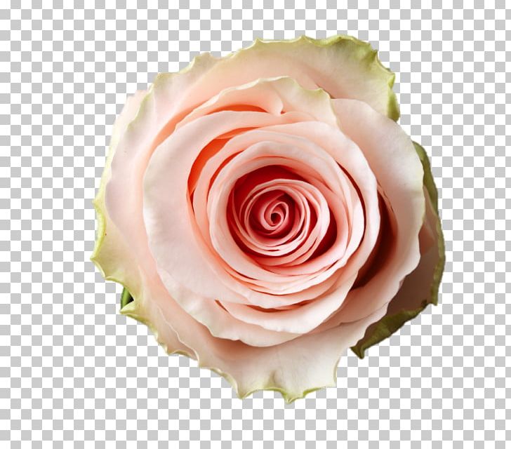 Garden Roses Cut Flowers Cabbage Rose Flower Bouquet PNG, Clipart, Ballet Dancer, Burgundy, Buttercream, Cabbage Rose, Closeup Free PNG Download