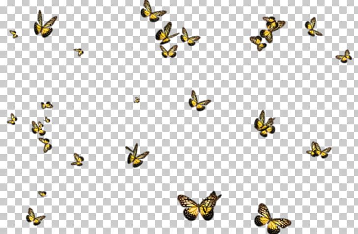 Portable Network Graphics Adobe Photoshop Drawing PNG, Clipart, Avatan, Avatan Plus, Beak, Bird, Black Butterfly Free PNG Download