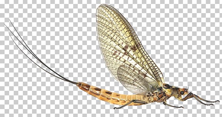 Pterygota Mayfly River Test Stoneflies Chalk Stream PNG, Clipart, Arthropod, Artificial Fly, Caddisfly, Chalk Stream, Fly Free PNG Download