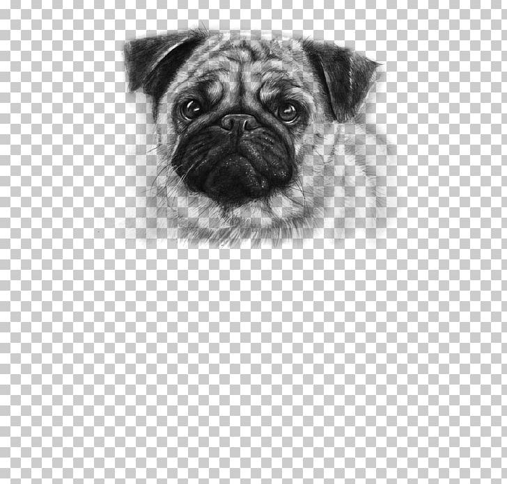 Pug Puppy Drawing Pet Cuteness PNG, Clipart, Animal, Art, Artwork, Black And White, Carnivoran Free PNG Download